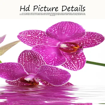 Šiuolaikinės Violetinė Orchidėja Zen Spa Akmens Spa Religinės Tapybos ant Drobės Plakatai ir Spausdina Cuadros Sienos Meno Nuotrauka už Kambarį