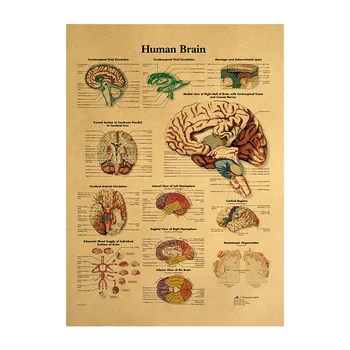 12pcs Anatomijos Plakatas Set - Raumenų, Skeleto, Limfos, Nervų Sistemos,rankos, kelio, pėdos ir Kulkšnies, Plaukų Anatomija Diagramos Rinkinys