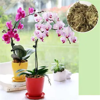 Sodo 12L Sphagnum Samanos Samanos Kiminų Mitybos Organinių Trąšų Orchidėja Phalaenopsis Musgo Kiminų Gėlių