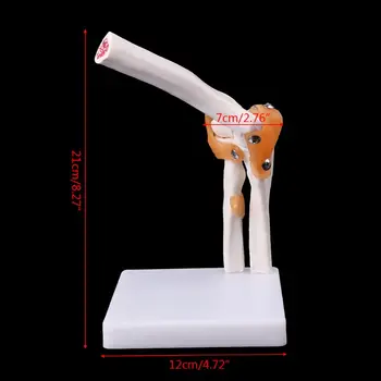 Gyvenimo Dydžio Raiščių Alkūnės Sąnario Anatomijos Modelis Skeletas Studijų Įrankis