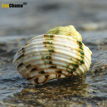 Sidabro Burną Sraigė Natūrali Žalioji Myli Shell Atsiskyrėlis Krabų Moliuskų Lukštais Akvariumo Apdaila Kraštovaizdžio Micro-kraštovaizdžio Papuošalai