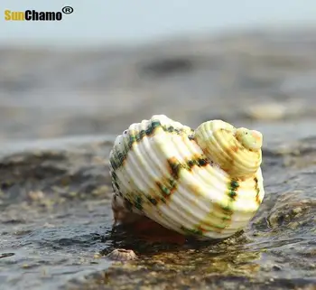 Sidabro Burną Sraigė Natūrali Žalioji Myli Shell Atsiskyrėlis Krabų Moliuskų Lukštais Akvariumo Apdaila Kraštovaizdžio Micro-kraštovaizdžio Papuošalai