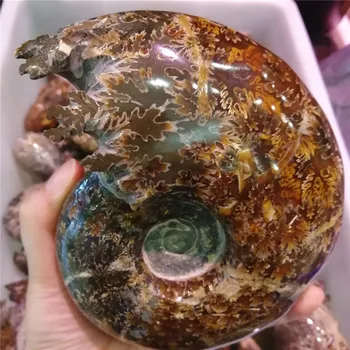 Aukštos Kokybės Natūralios ammonite iškastinio akmens Kristalų žalias akmuo Unikalus kvarco Kristalo Iškastinių Energijos papuošalai Mineralinių Pavyzdys