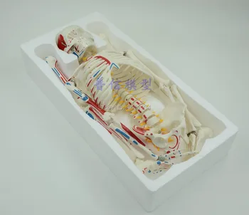Nemokamas Pristatymas& Raumenų Apkrova-Taškas Kaulų 85 cm žmogaus kūno skeletas modelis,mokymo pelėsių.