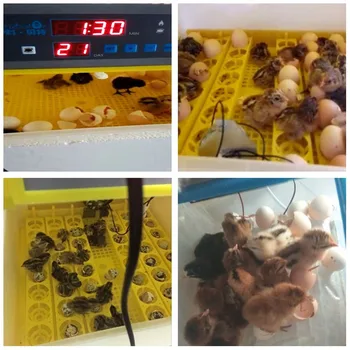 Ūkio Kiaušinių Inkubatorius 12V 220V Inkubatorius Paukščių Skaitmeninis Brooder Viščiukų Perykla Mašina Temperatūros Kontrolė Mechaninė Ruožtu Kiaušinių