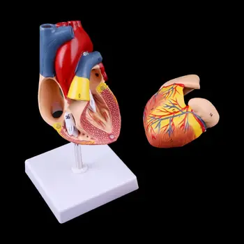 1:1 Išardyta Anatomines Žmogaus Širdies Modelis, Kardiologija, Širdies Anatomijos Mokymo Įrankis