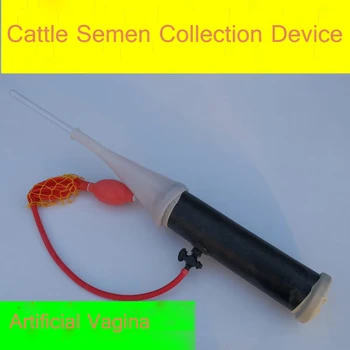 Galvijų Spermos surinkimo prietaiso gyvulių