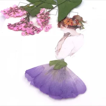 16pcs/3-5cm,Natūrali Nekilnojamojo Paspaudus Gėlių žiedlapių,Amžinas Fanshaped Gėlių 