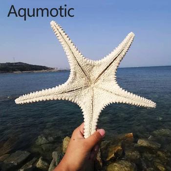 Aqumotic Didelis Fizinis Žvaigždė Seashell Beach Amatų Jūros Žvaigždės 