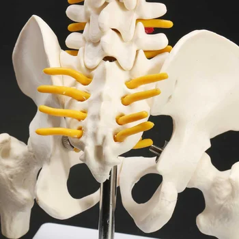 45CM Žmogaus Stuburo, Dubens Modelis su Žmogaus Anatomija Anatomija Stuburo Medicininis Modelis, stuburo modelis+Stovas Fexible