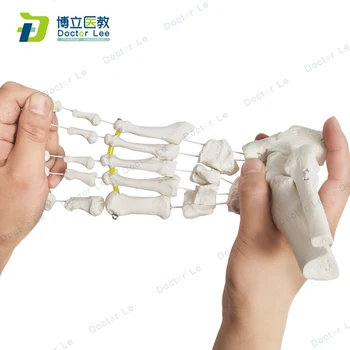 Naujausias medicinos prekės ir įranga, Gyvenimo dydžio žmogaus pėdos anatomijos skeleto modelis medicinos ir meno mokymo