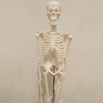 45CM Žmogaus Anatomijos Anatomija Skeleto Modelis Medicinos Plakatas Mokytis Medicinos Pagalbos Anatomija Žmogaus Skeleto Modelis
