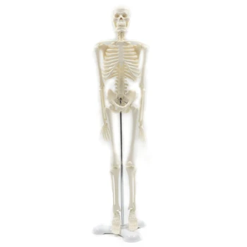 45CM Žmogaus Anatomijos Anatomija Skeleto Modelis Medicinos Plakatas Mokytis Medicinos Pagalbos Anatomija Žmogaus Skeleto Modelis