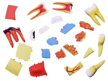 4d Žmogaus Dantų Anatomijos Triple-root Molinis Modelis įspūdį Surinkimo Žaislas Skelekon Medicinos Pagalbos Mokymo Laboratorijos Mokslo