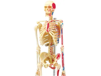 4d Žmogaus Skeleto Anatomijos Modelis Skeletas įspūdį Surinkimo Žaislas Medicinos Pagalbos Mokymo Laboratorija Švietimo Įranga meistras