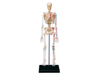 4d Žmogaus Skeleto Anatomijos Modelis Skeletas įspūdį Surinkimo Žaislas Medicinos Pagalbos Mokymo Laboratorija Švietimo Įranga meistras