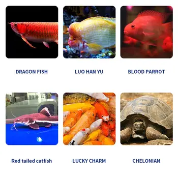 Akvariumas Tropinių Žuvų Ciklidų Vėžlys Maisto Produktams Užšaldyti Džiovintų Krevečių Sveiką Kūdikį