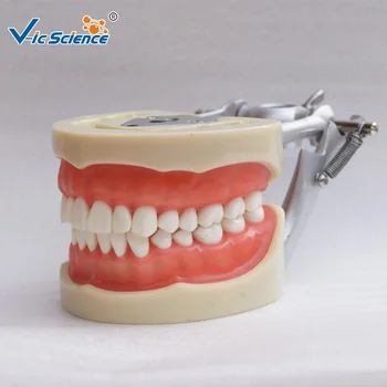 Gamyba pakeitimo dantų pakeisti nissin typodont dantų modelis