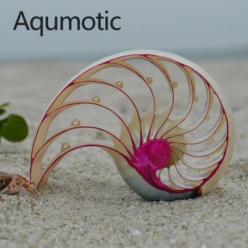 Aqumotic Retos Baltos Spalvos Natūralių Sea Shell Filipinų Rose Sraigė Lašas Myli Sraigės Grožio Dovanų Akvariumą Studijų Apdaila Kambario Ornamentu