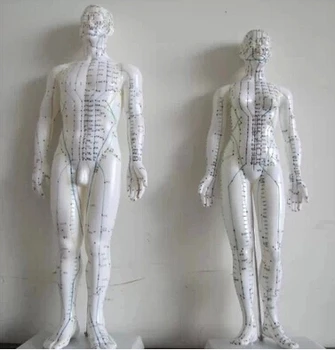 Meridian modelio žmogaus akupunktūra taškų žmogaus kūno modelis 50cm vyras ar moteris nemokamas pristatymas