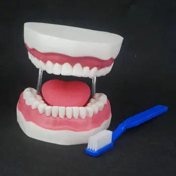 2.8 Kartų Didinimo Dantų Studijų Mokyti Išvalyti Dantis Modelis Dantų Švietimo Mokymo Odontologija