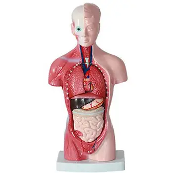 28cm Žmogaus Kūno Modelio Liemens Žmogaus Vidaus Organų Anatomijos Modelis Medicinos Mokymo priemonių Skeletas Vaikų Švietimo Žaislai
