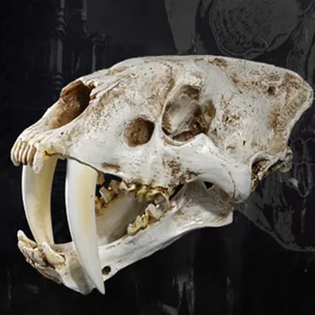 Baltos Spalvos Kalavijas-Dantyta Tigras Dervos Kaukolė Replika Galvos Skeletas Modelis Bar Dekoras